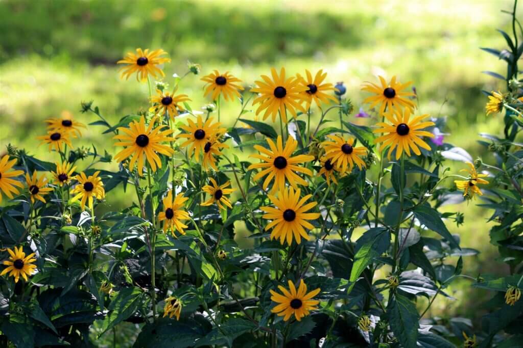 Black-eyed Susans in bloom
