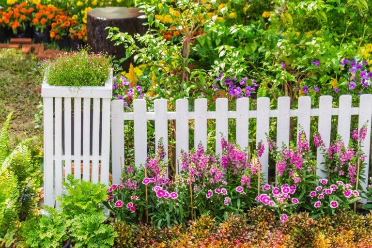 Perennial border along a white picket fence