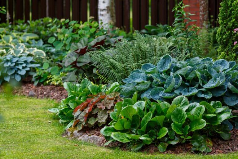 Hostas and ferns in a mulched shade bed
